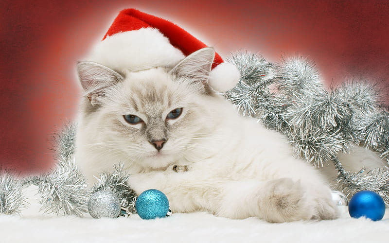 Christmas Cat, red, pretty, colorful, bonito, magic, silver, xmas, sweet, graphy, ball, magic christmas, beauty, blue, lovely, holiday, christmas, kitty, colors, new year, happy new year, cat, cat face, cute, paws, merry christmas, balls, eyes, cats, kitten, HD wallpaper