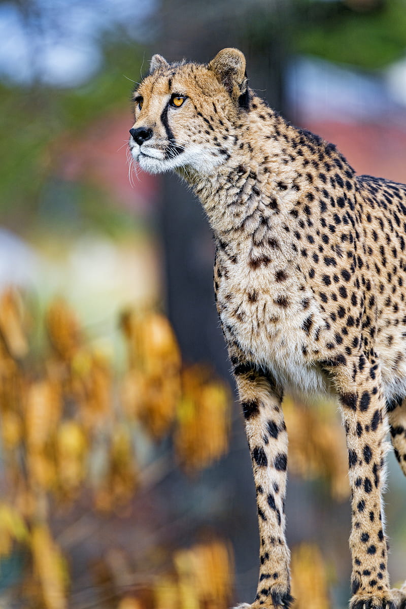 cheetah, big cat, face, predator, animal, HD phone wallpaper