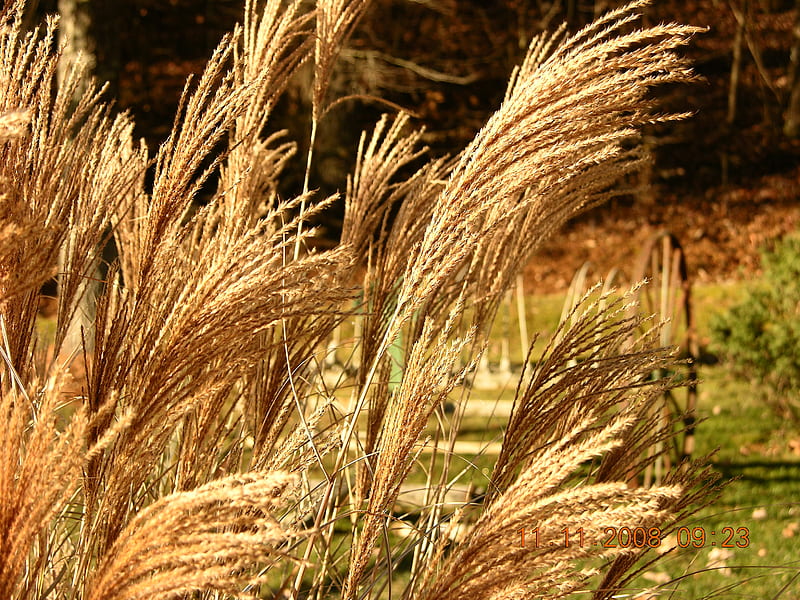 Ornamentel Grass, west virginia, hay rake, grass, HD wallpaper