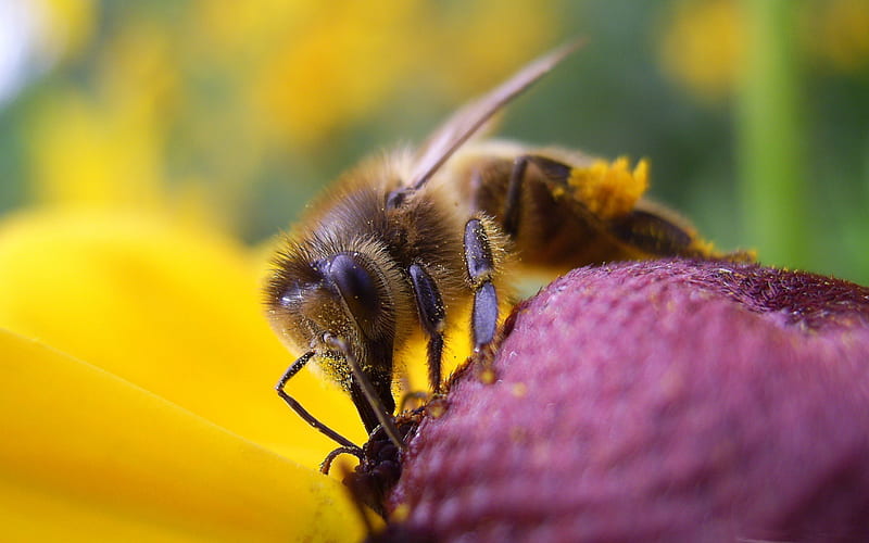 bee and flower-all kinds of insects, HD wallpaper