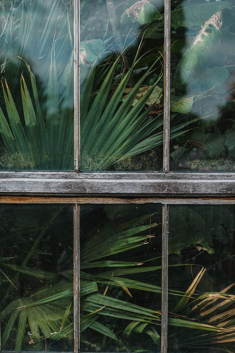 window, house, green, plants, leaves, glass, HD phone wallpaper