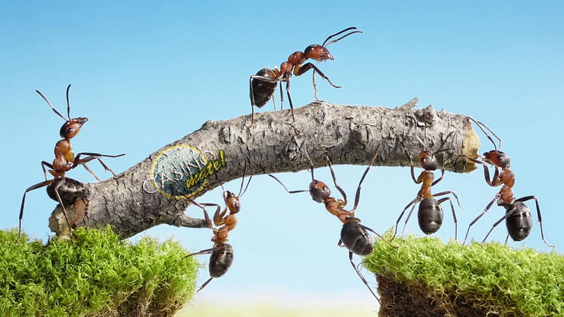Work Together, bugs, nature, people, HD wallpaper