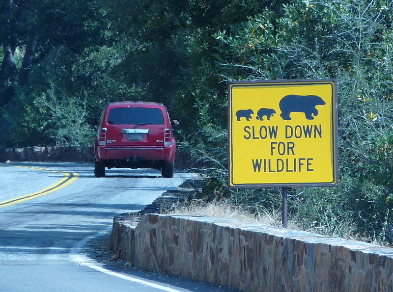 Slow Down for Wildlife, forest, road, trees, car, HD wallpaper