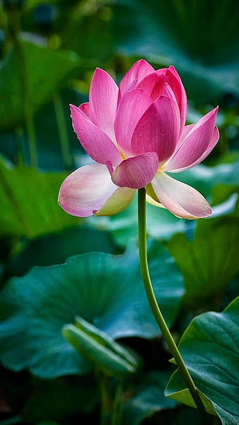 Pink lotus-Flower, HD wallpaper | Peakpx