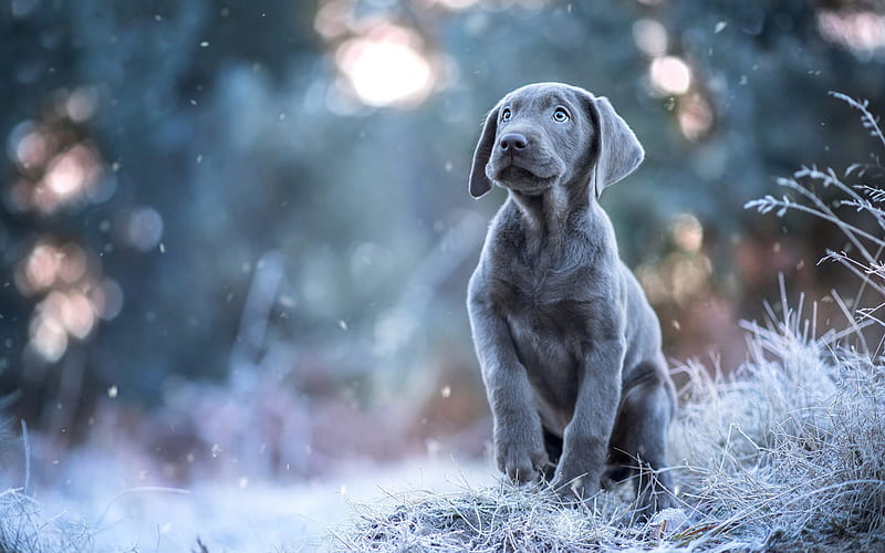 weimaraner, gray little puppy, cute dog, puppy with blue eyes, pets, Weimaraner Vorstehhund, HD wallpaper