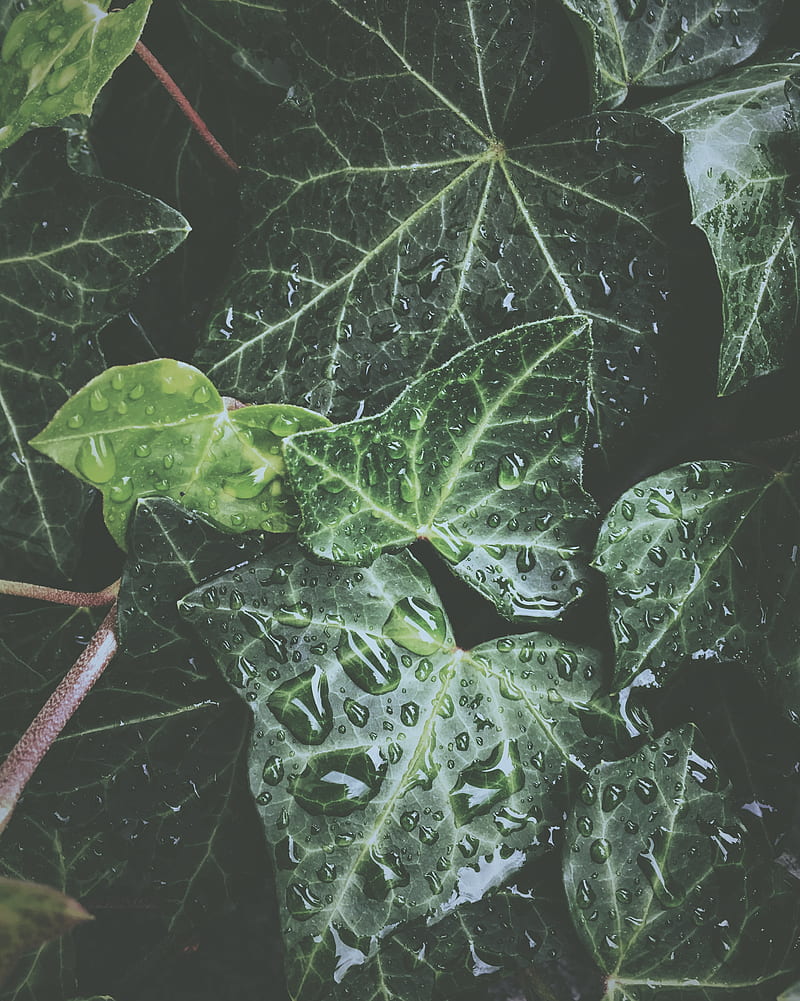 leaves, drops, dew, water, plant, exotic, surface, glossy, HD phone wallpaper