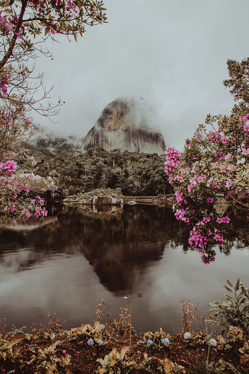 mountain, water, fog, clouds, park, flowers, branches, pedra azul, brazil, HD phone wallpaper