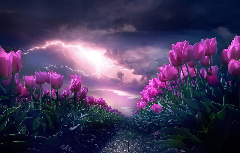 Flowers, Tulip, Cloud, Flower, Lightning, Nature, Pink Flower, Summer, HD wallpaper