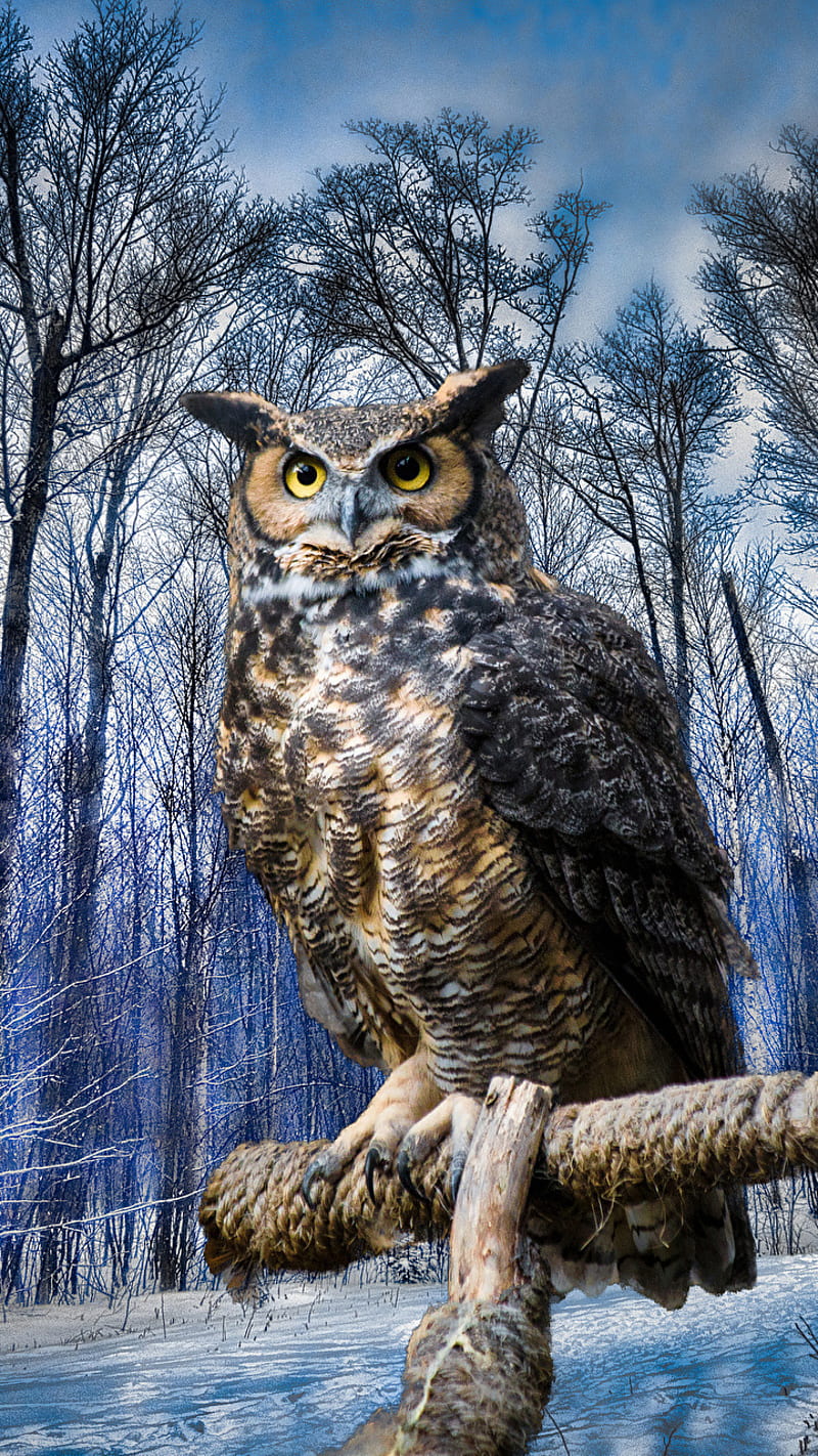 owl, snow, HD phone wallpaper