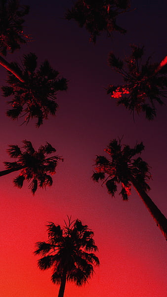 Palm Tree Wallpapers (65+ pictures)