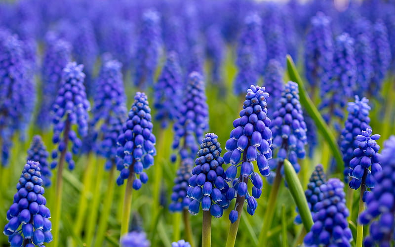 hyacinth, purple wildflowers, purple spring flowers, spring, beautiful flowers, HD wallpaper
