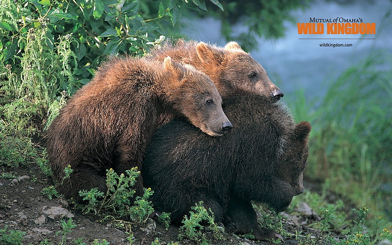 brown bear, HD wallpaper