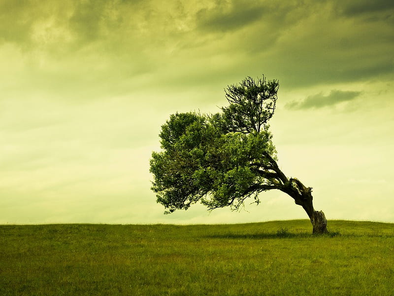 Stand alone, stand, tree, alone, green, HD wallpaper