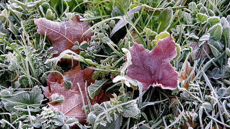 Earth frost, fall, autumn, grass, park, winter, leaf, frosty, leaves, garden, nature, frozen, frost, HD wallpaper