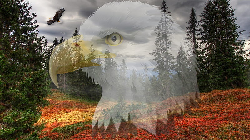 Spirit of the American Eagle, forest, fall, USA, autumn, eagle, patirotic, bird, mountains, deom, Firefox Persona theme, meadow, HD wallpaper