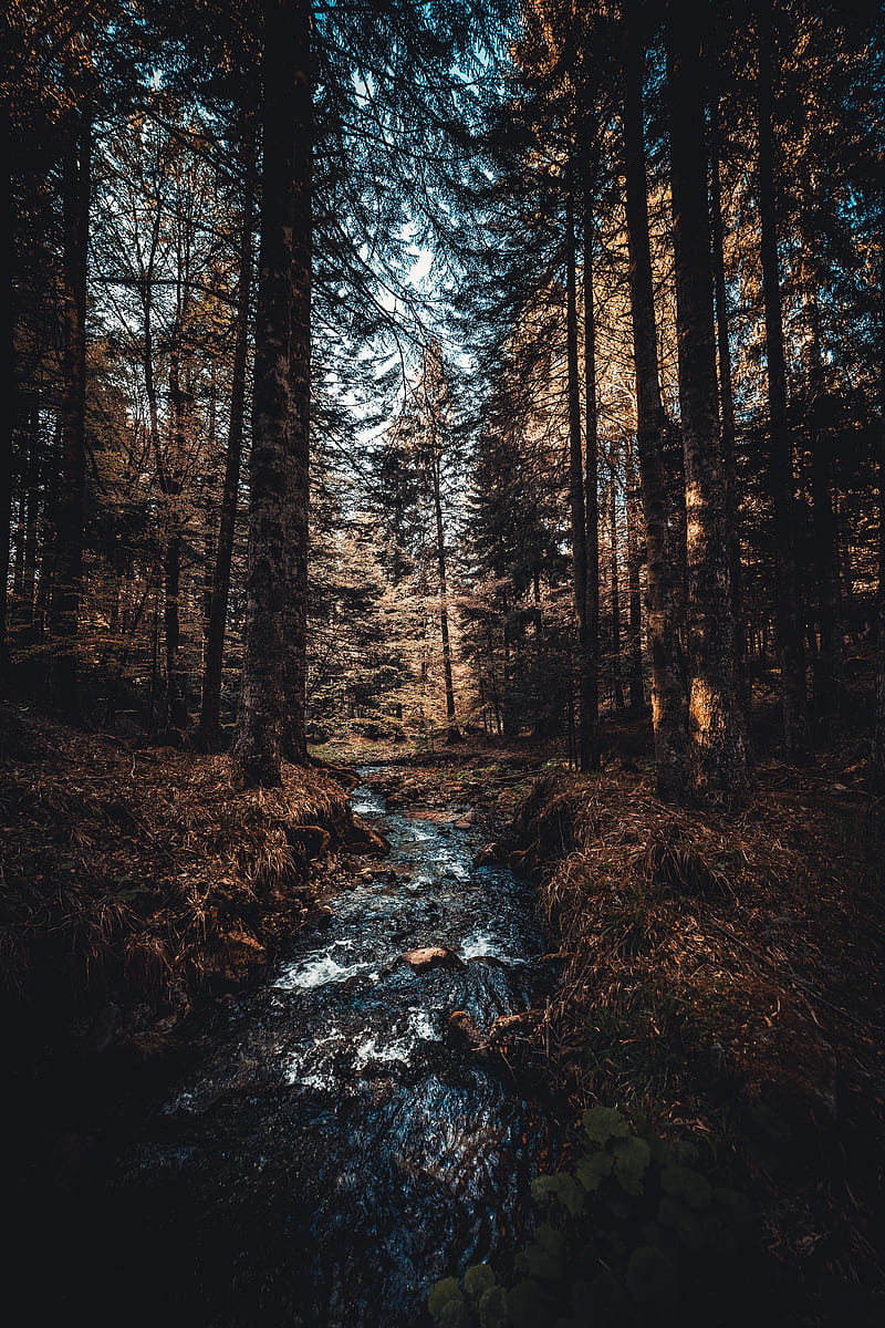 river, trees, stream, forest, HD phone wallpaper
