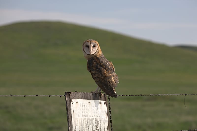 Birds, Animal, Barn Owl, HD wallpaper