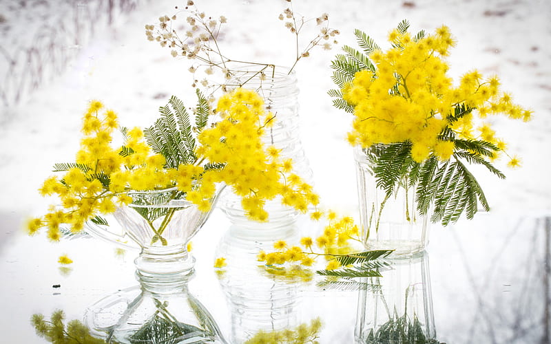 mimosa, yellow spring flowers, spring, yellow flowers, vase with flowers, HD wallpaper