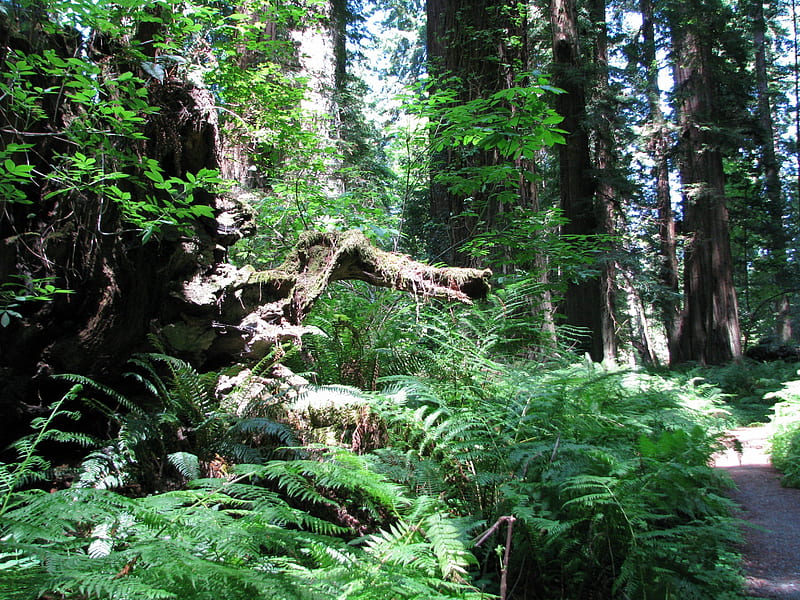 The Stump, forest, fern, Tree, redwood, stump, HD wallpaper