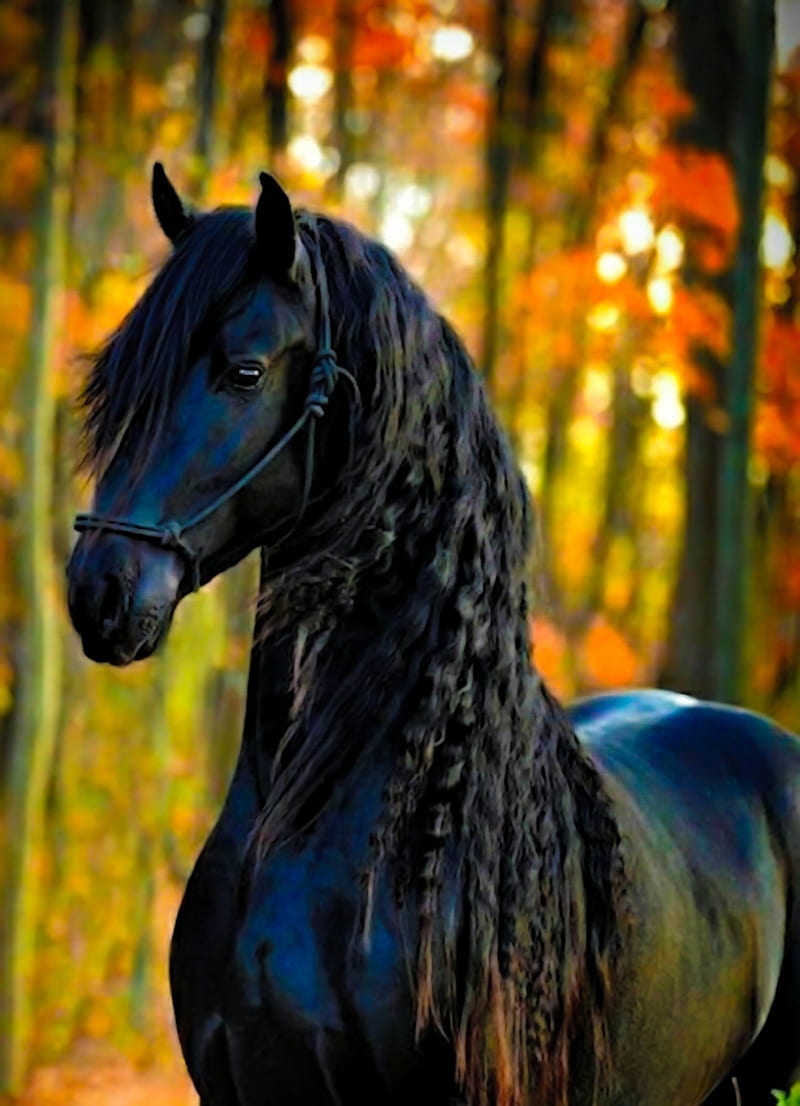 Frisón 4, frisón, caballo, caballo negro, equino, otoño, Fondo de pantalla  de teléfono HD | Peakpx
