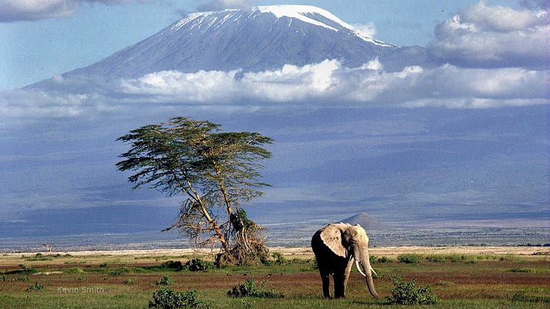 at the foot of mount kilimanjaro, mountain, tree, elephant, plain, HD wallpaper