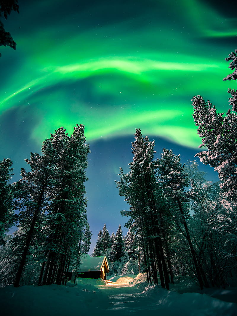 northern lights, aurora, forest, snow, night, winter, HD phone wallpaper