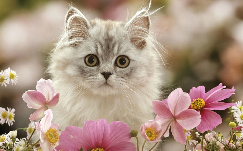 Spring Kitten, flowers, Spring, kitten, cat, HD wallpaper