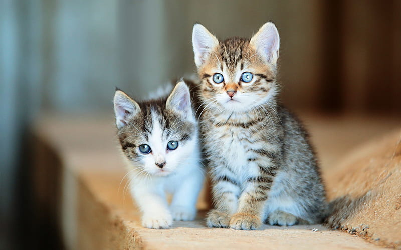 cute little kittens, little cats, pets, cute little animals, American shorthair cats, HD wallpaper