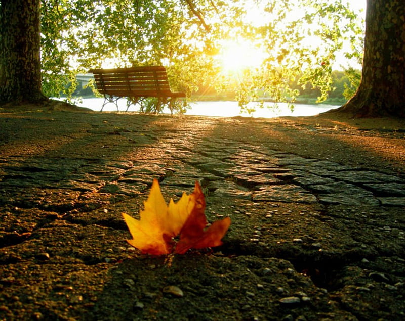 A beautiful autumn afternoon by the lake, autumn, bench, bonito, a, lake, afternoon, leaves, by, the, season, light, HD wallpaper