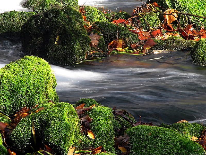 Slippery When Wet, moss, river, green, leaf, HD wallpaper