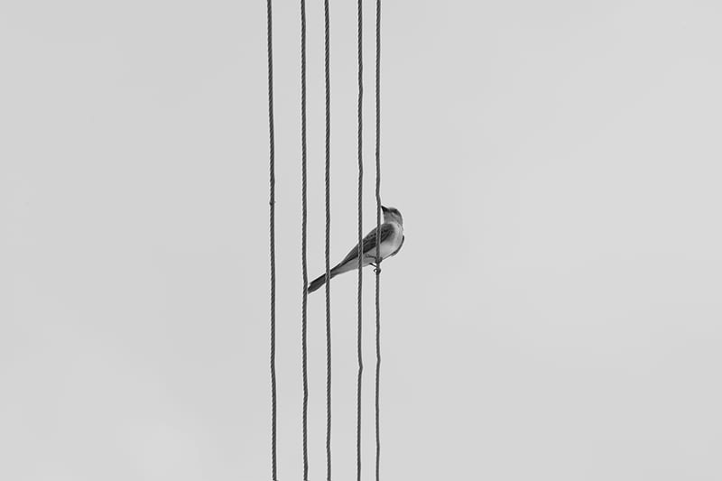 bird, wire, bw, monochrome, HD wallpaper