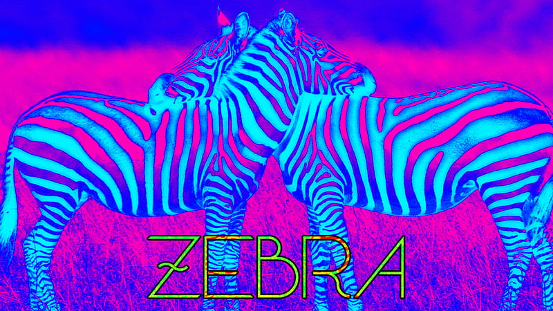 Bright Blue Pink Zebra Trippy Trippy, HD wallpaper | Peakpx