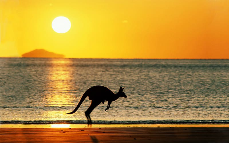 Sunset, Sea, Sun, Beach, Kangaroo, Animal, Jump, Australia, HD wallpaper