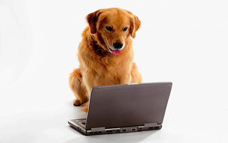 I'm Helping My Master!, laptop, working, helping, golden retriver, HD wallpaper