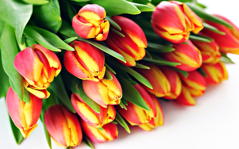 Tulipanes, con amor, bonita, naranja, tulipán naranja, hermoso, naturaleza  muerta, Fondo de pantalla HD | Peakpx