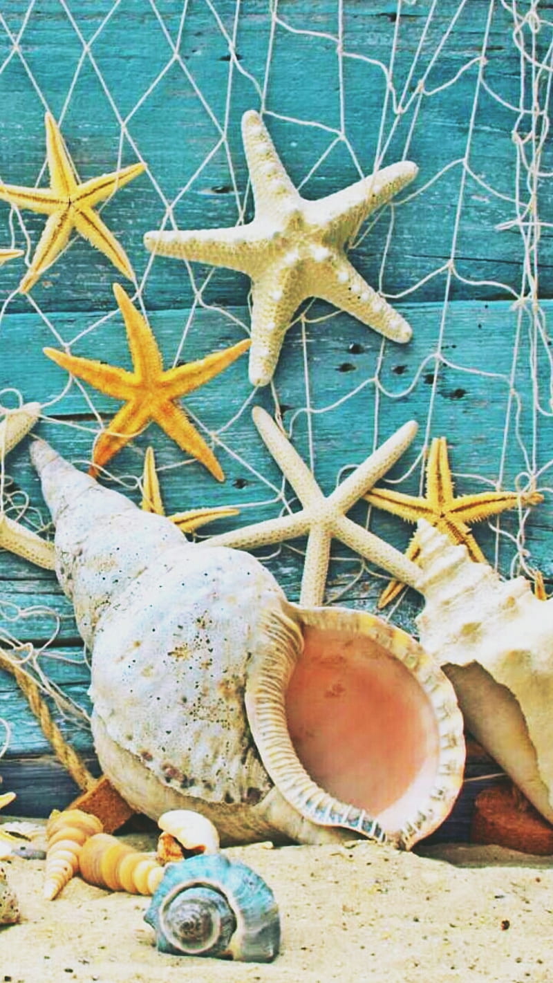 Sea shells, color, sand, seashore, HD phone wallpaper