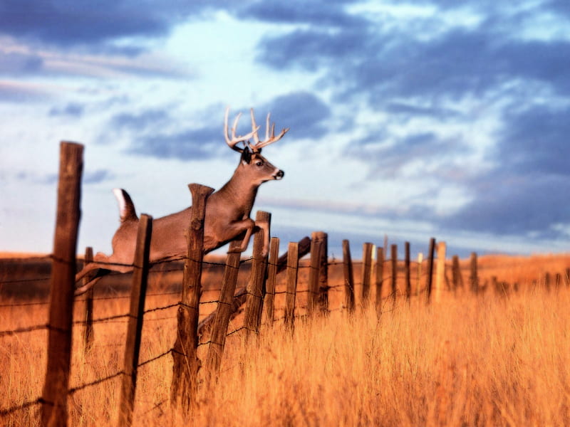 Buck Jumping Over a Fence, fence, bucks, white tail deer, deer jumping, nature, animals, deer, HD wallpaper