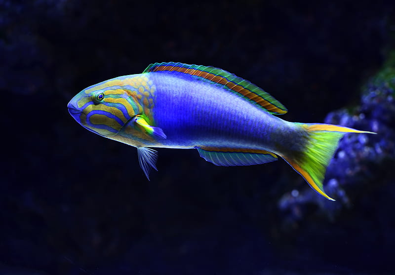 close-up of blue and green fish, HD wallpaper