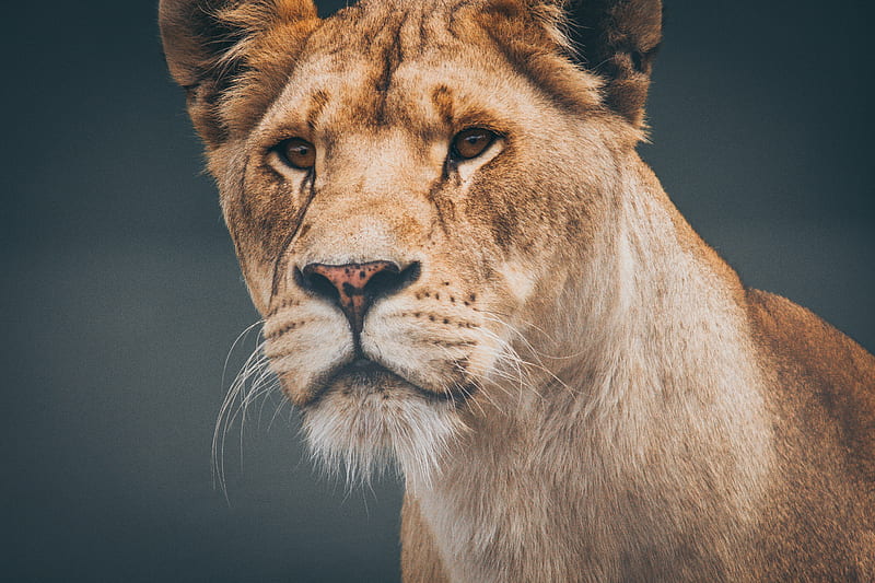 Female Lioness , lioness, lion, animals, HD wallpaper