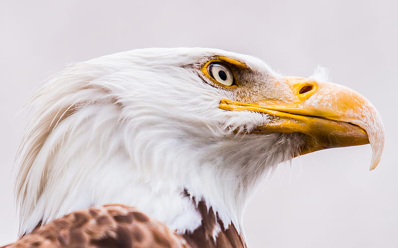 bald eagle, bird of prey, symbol of the USA, North America, beautiful bird, HD wallpaper