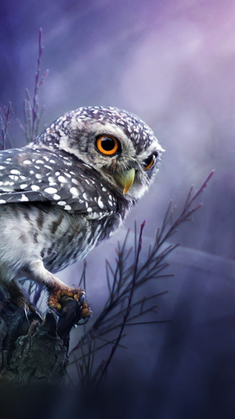 Olw, animal, bird, nature, owl, sowa, HD phone wallpaper