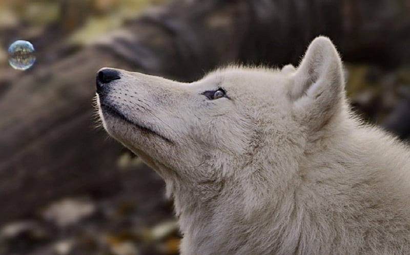 Bubbles, canis lupus arctos, white wolf, canidae, carnivora, HD wallpaper