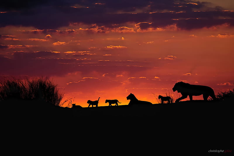 Lions, family, orange, khalahari, leu, black, silhouette, lion, africa, animal, summer, HD wallpaper