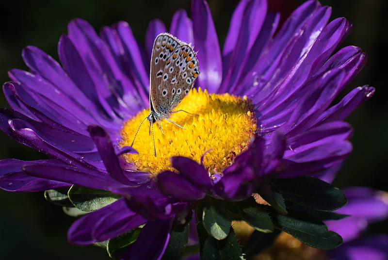 lycaenidae, butterfly, aster, flower, yellow, purple, macro, HD wallpaper