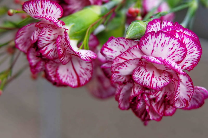 HD pretty carnations wallpapers - Carnation wallpaper: Bộ sưu tập hình nền hoa cẩm chướng tuyệt đẹp với chất lượng HD sẽ khiến bạn bị mê hoặc bởi vẻ đẹp của những bông hoa này. Hãy thưởng thức hình nền hoa cẩm chướng đẹp để trang trí không gian máy tính của bạn.
