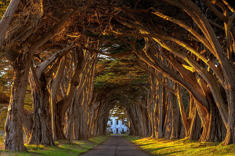 Cypress Tree Tunnel, California, Path, Tree Tunnel, Cypress, California, HD wallpaper