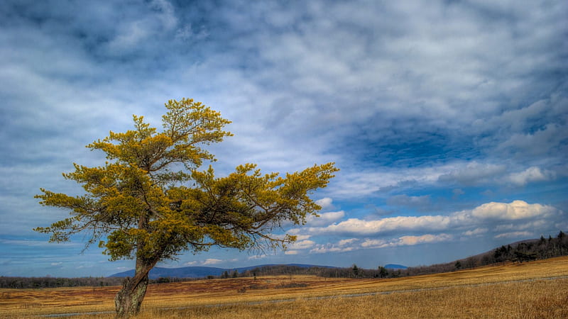 lone tree on the prairie, autumn, tree, grass, prairie, clouds, HD wallpaper