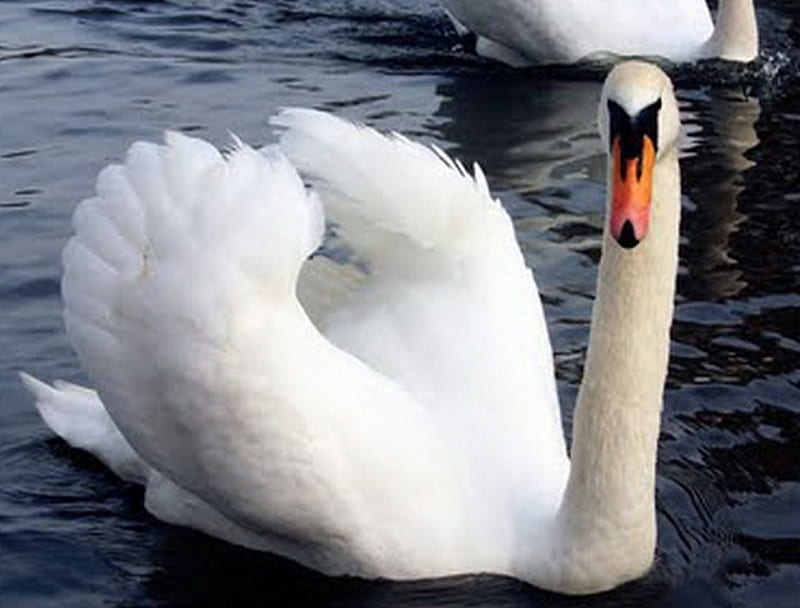 Regent Park, bird, swim, white, swan, HD wallpaper