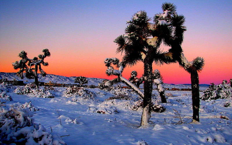 Joshua Trees, Lancaster, California, Antelope Valley, colors, sky, snow, winter, usa, HD wallpaper