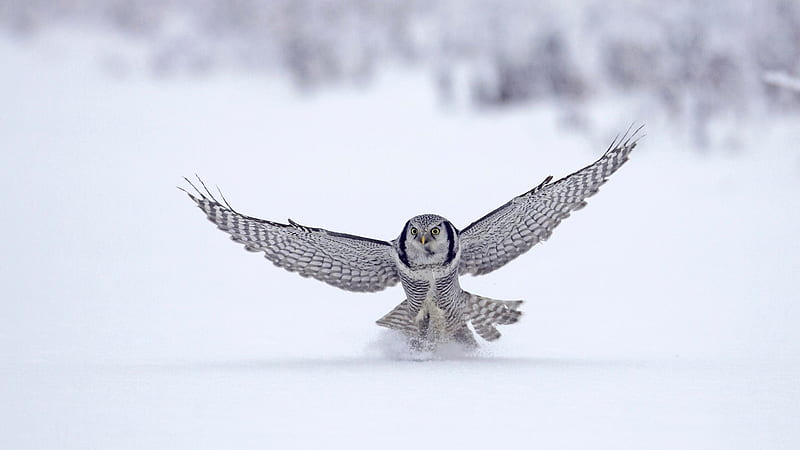 Owl In Snow, owl, snow, birds, HD wallpaper